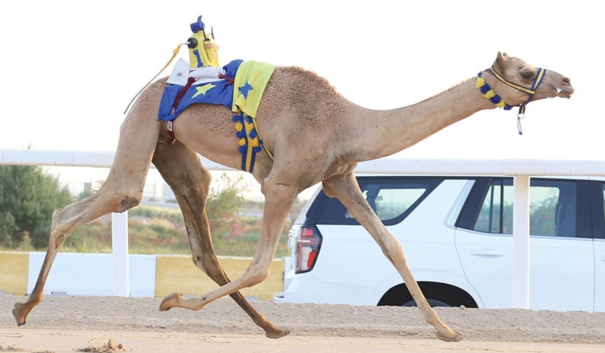 First Local Camel Race Kicks Off at Al Shahaniya